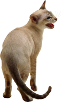WEBP