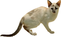 WEBP