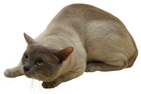 WEBP