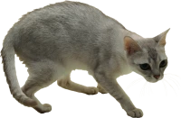 WEBP