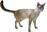 WEBP