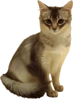 WEBP
