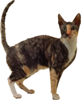 WEBP
