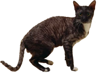 WEBP