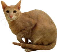 WEBP