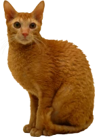 WEBP