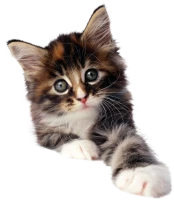 WEBP
