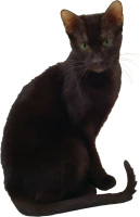 WEBP