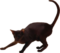 WEBP