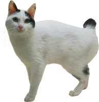 WEBP