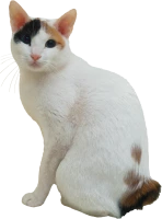WEBP