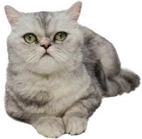 WEBP