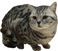WEBP