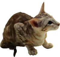 WEBP