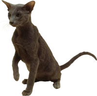 WEBP