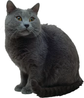 WEBP