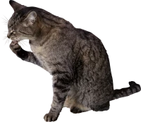 WEBP
