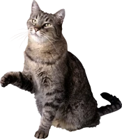 WEBP