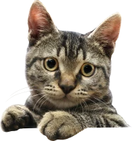 WEBP