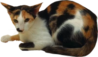 WEBP