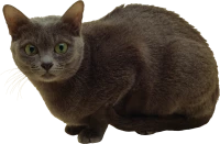 WEBP
