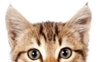 WEBP