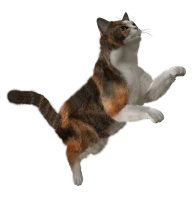 WEBP