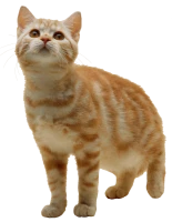 WEBP