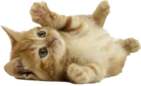 WEBP