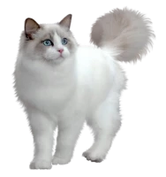 WEBP