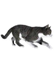 WEBP