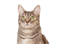 WEBP