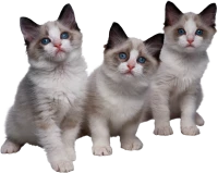 WEBP