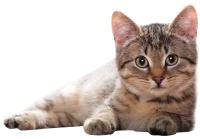 WEBP
