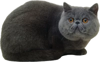 WEBP
