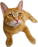 WEBP