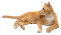 WEBP