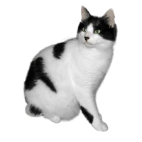 WEBP