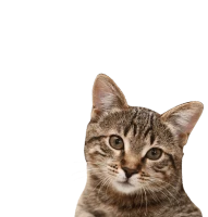 WEBP