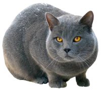 WEBP