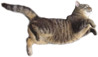 WEBP