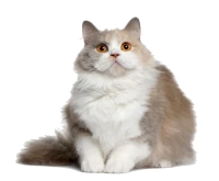 WEBP