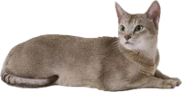 WEBP
