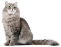 WEBP