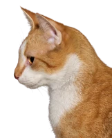 WEBP