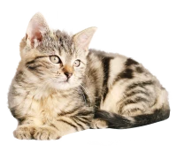 WEBP