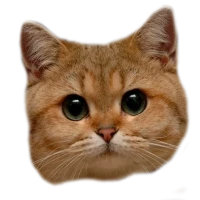 WEBP