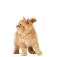 WEBP