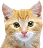 WEBP