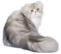 WEBP